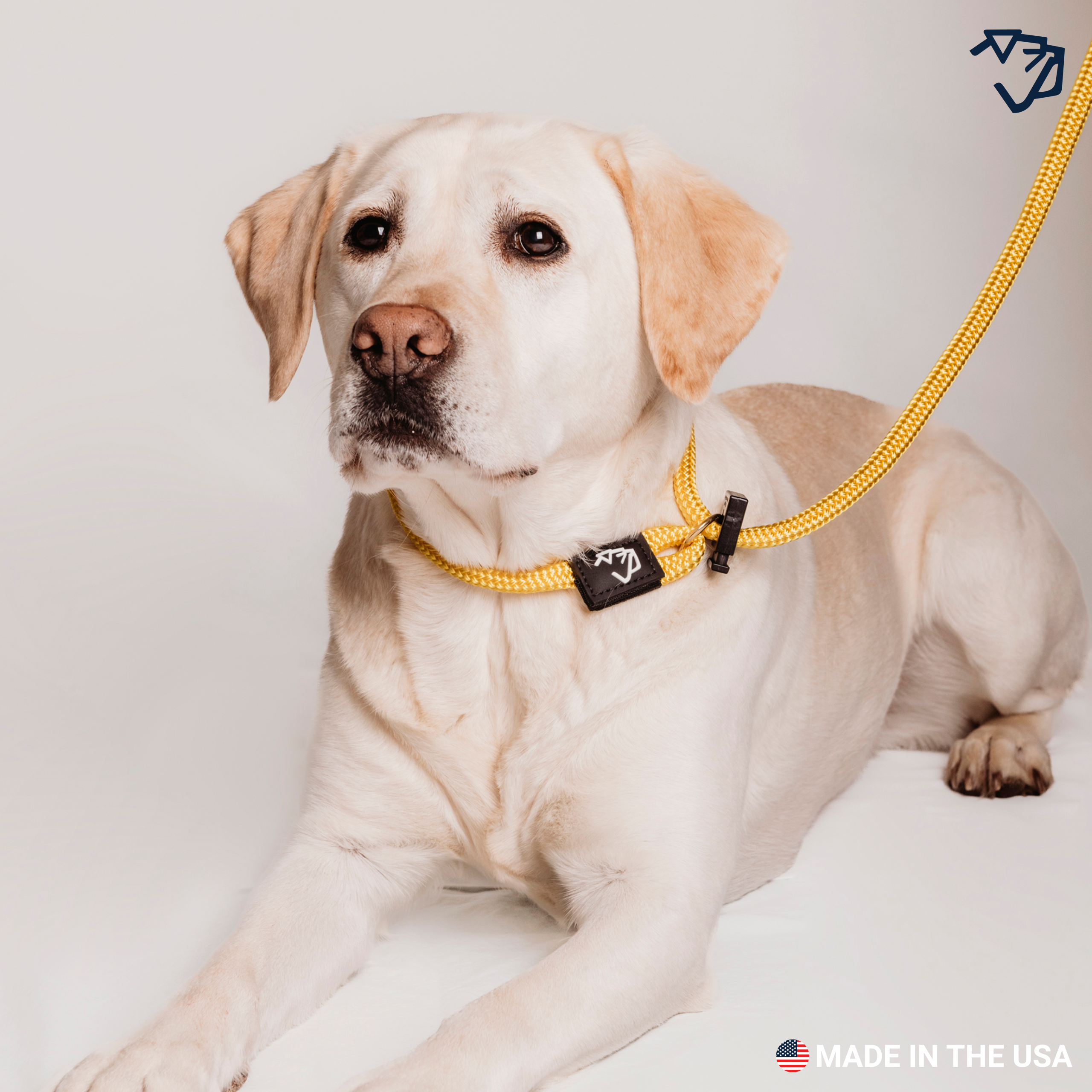 English Slip Leash A+5