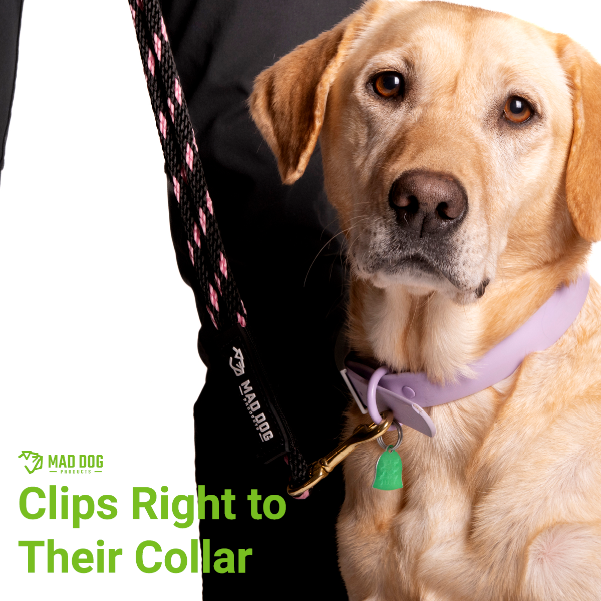 Heeling Leash A+ 3