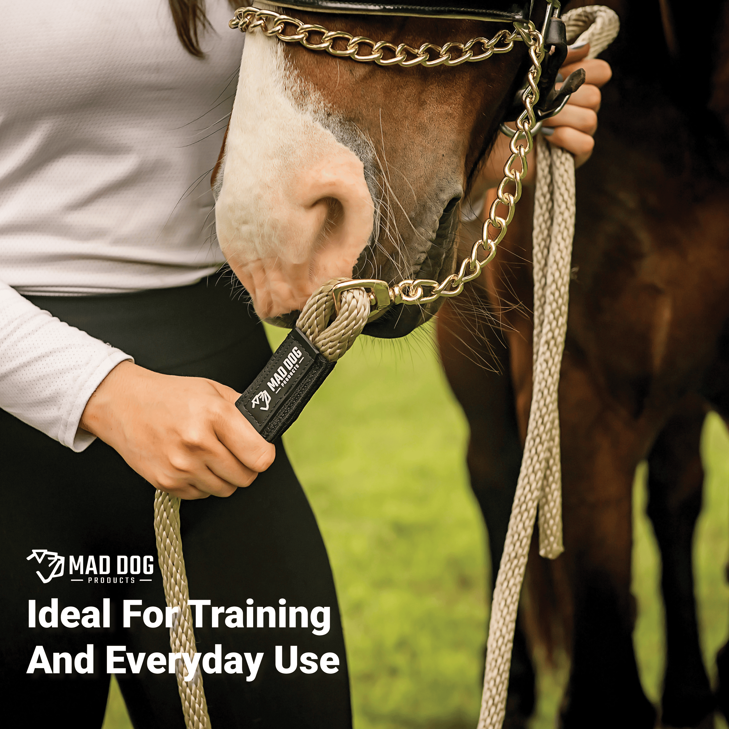 Horse A+ Content2 (1)