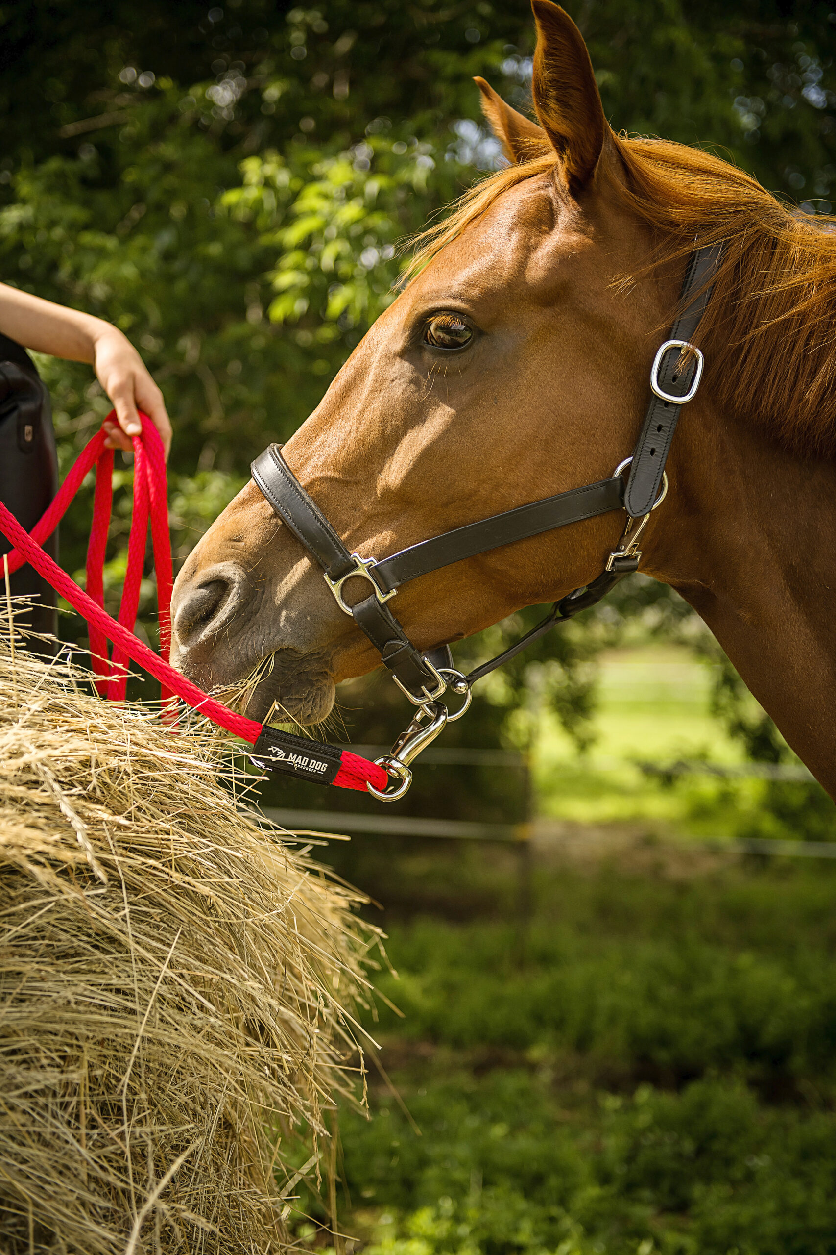 Training Tips For Young Horses