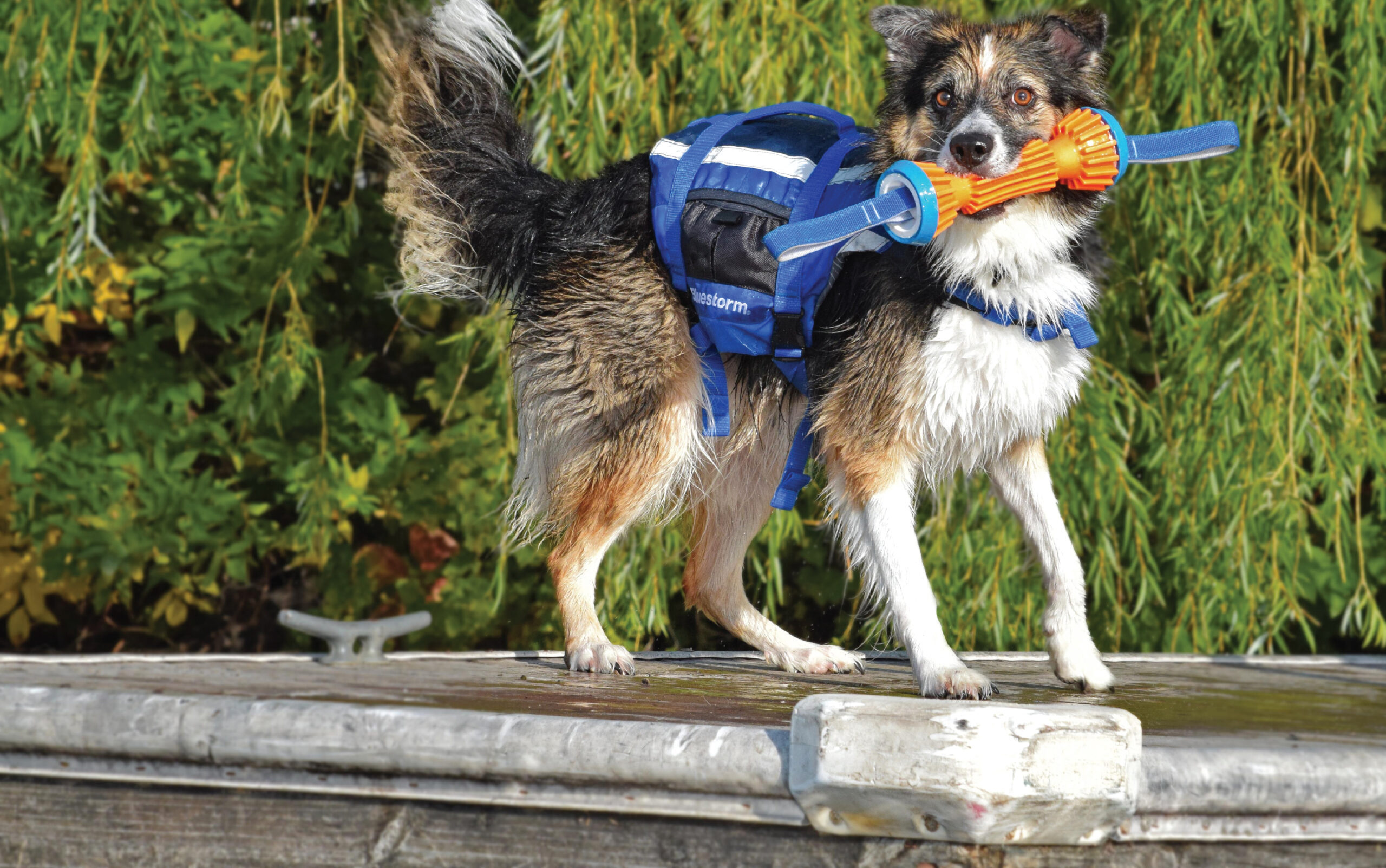 Boating With Kids and Pets