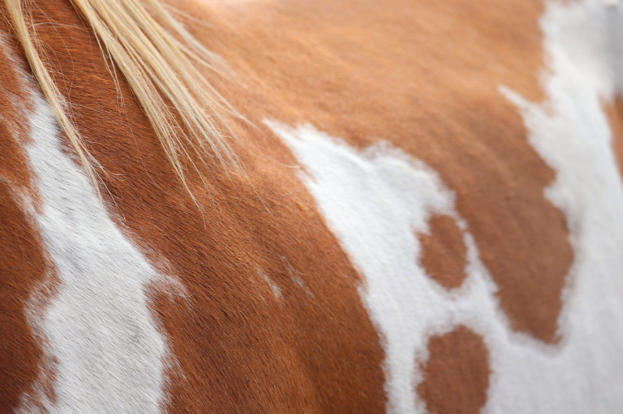 Top 5 Horse Breeds For Beginners