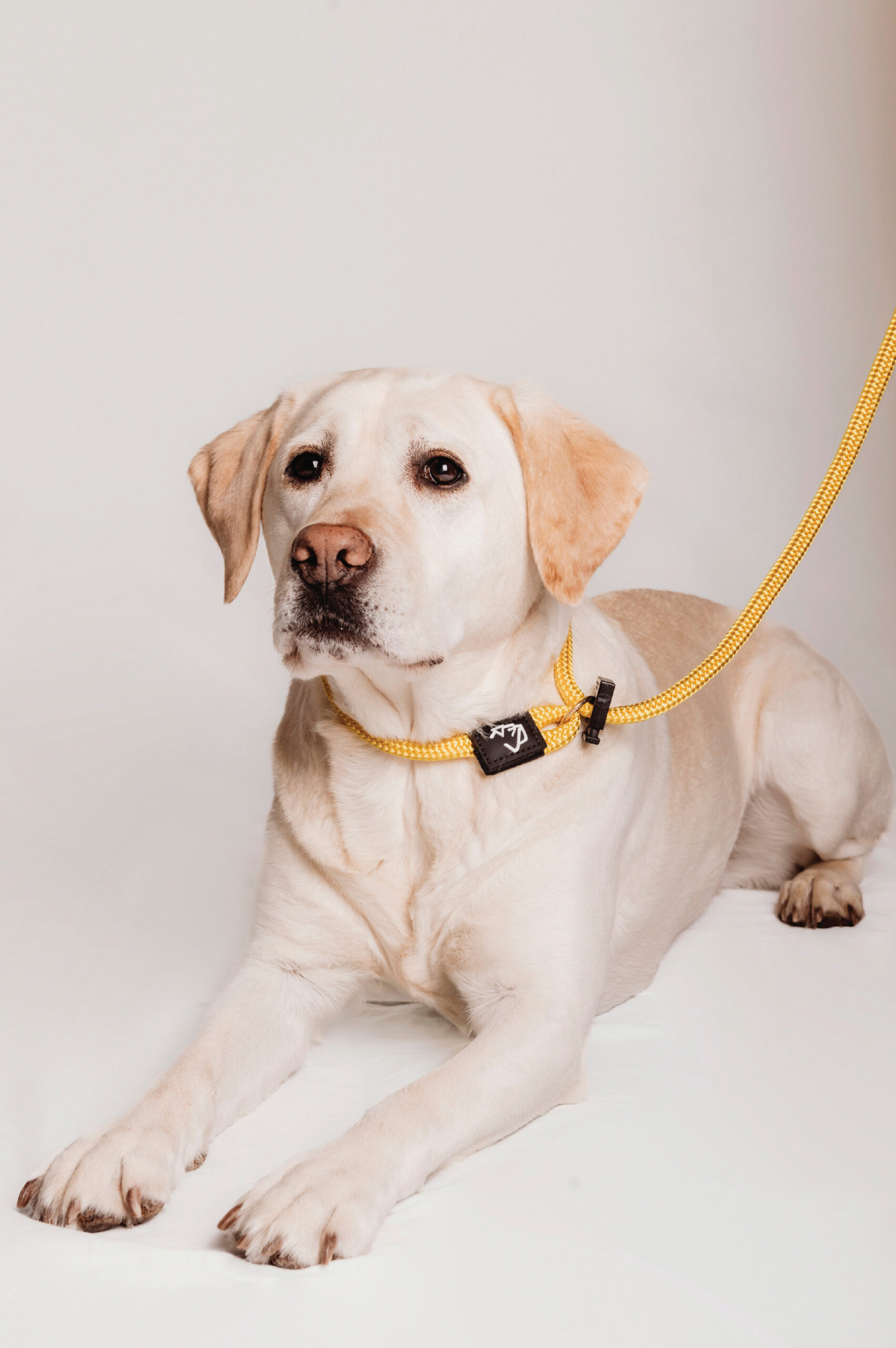How To Use The English Slip Leash