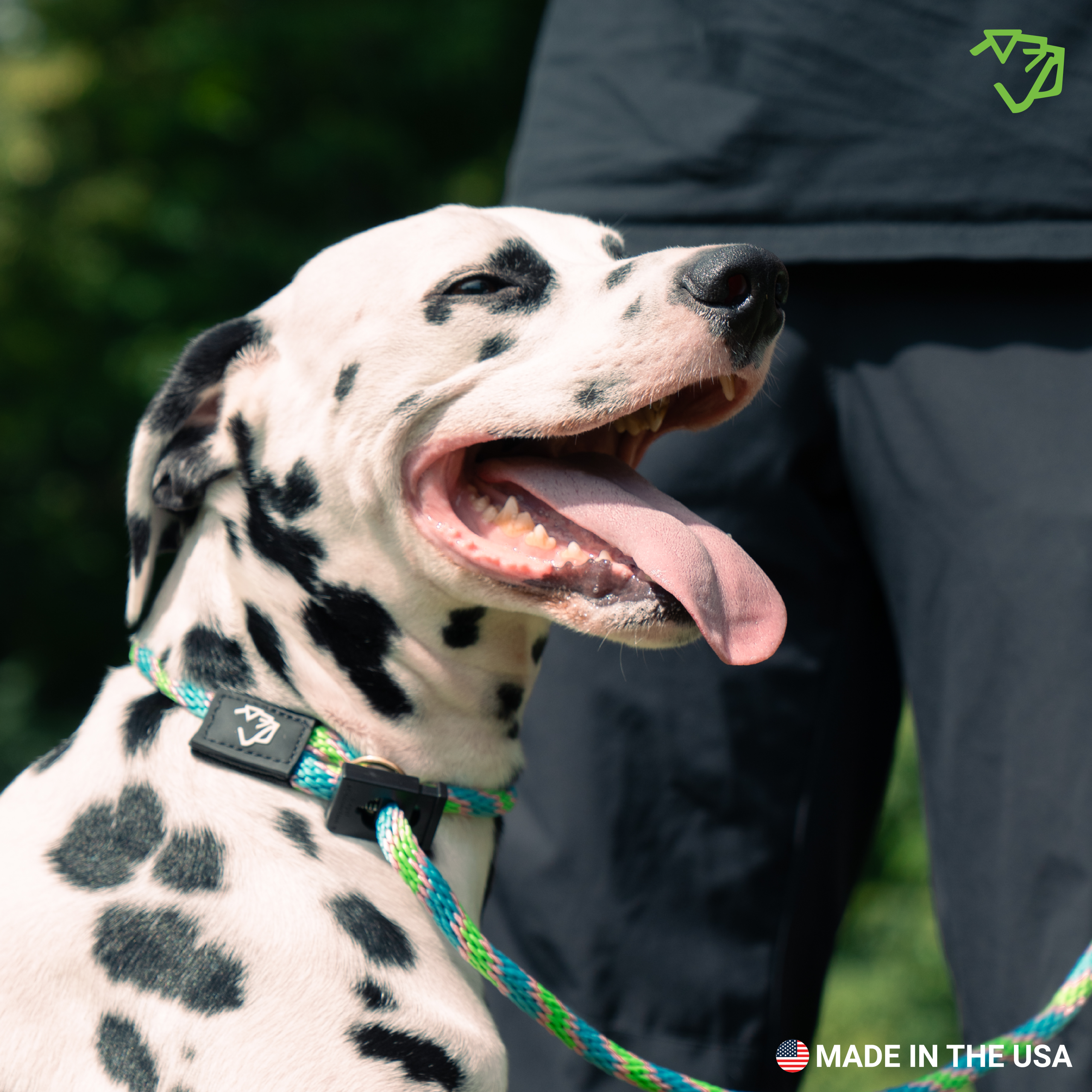 English Slip Leash A+4